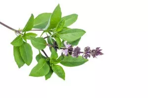 Thai Basil_AdobeStock_301705575-300x200