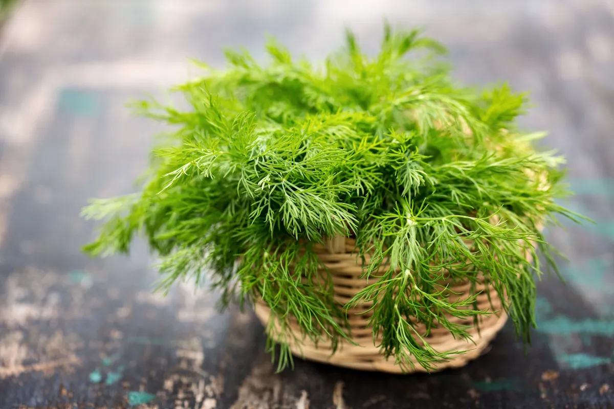 Kräuter Dill_AdobeStock_203249251